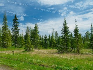 Расчищены от подлеска