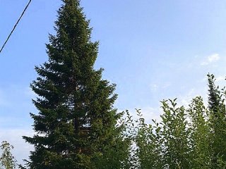 рождественская ель